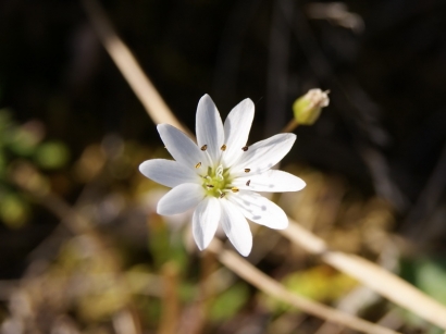 Stellaria peduncularis Bunge – Звездчатка цветоножковая
