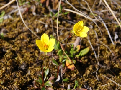 Saxifraga hirculus L. – Камнеломка болотная