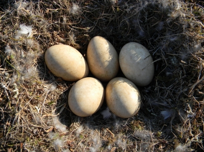 Гнездо белолобого гуся
