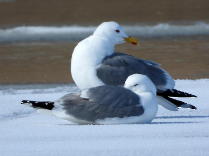 Серебристые чайки на льду