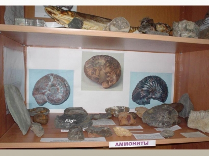 Коллекция аммонитов