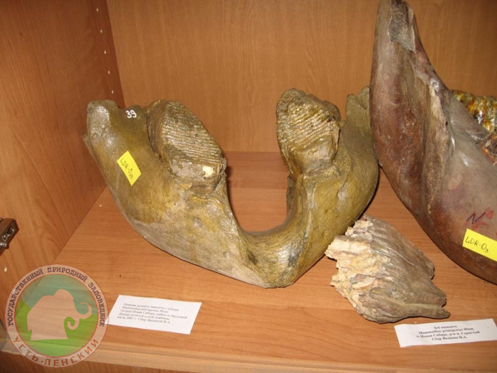 Нижняя челюсть мамонта с зубами