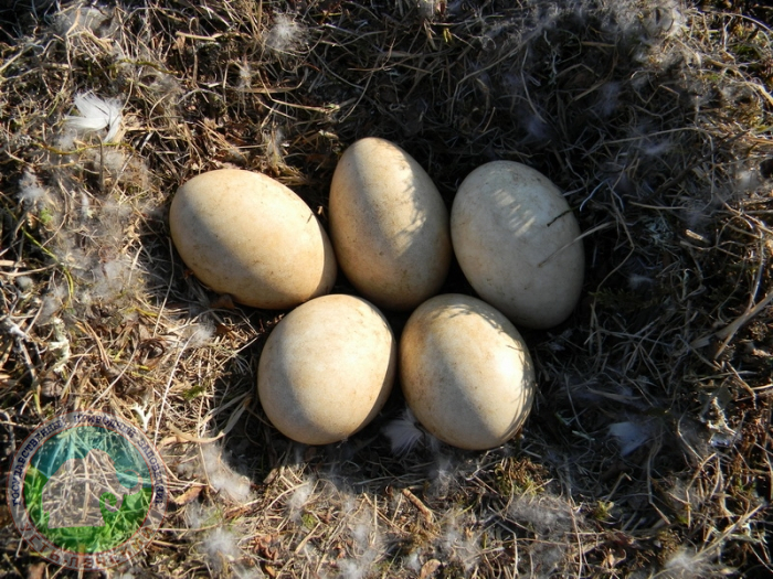 Гнездо белолобого гуся