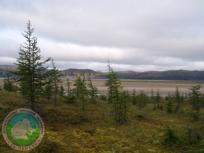Остров. Знаменитый лесной массив – один из самых северных в мире