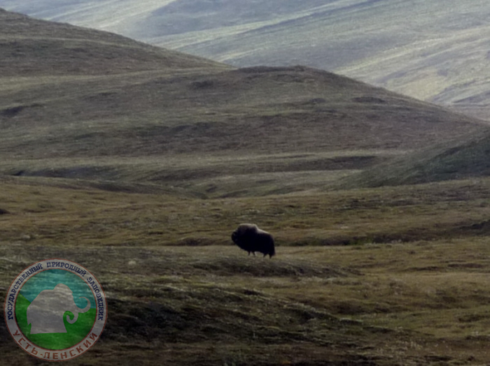 Одинокий овцебык в районе оз. Севастьян-Кюель